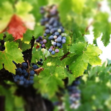 טמקולה Churon Inn Winery מראה חיצוני תמונה