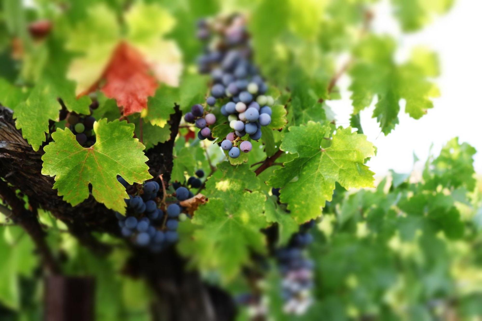 טמקולה Churon Inn Winery מראה חיצוני תמונה